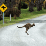 SHUROO lifestyle kangaroo jumping across road
