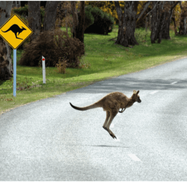 SHUROO lifestyle kangaroo jumping across road